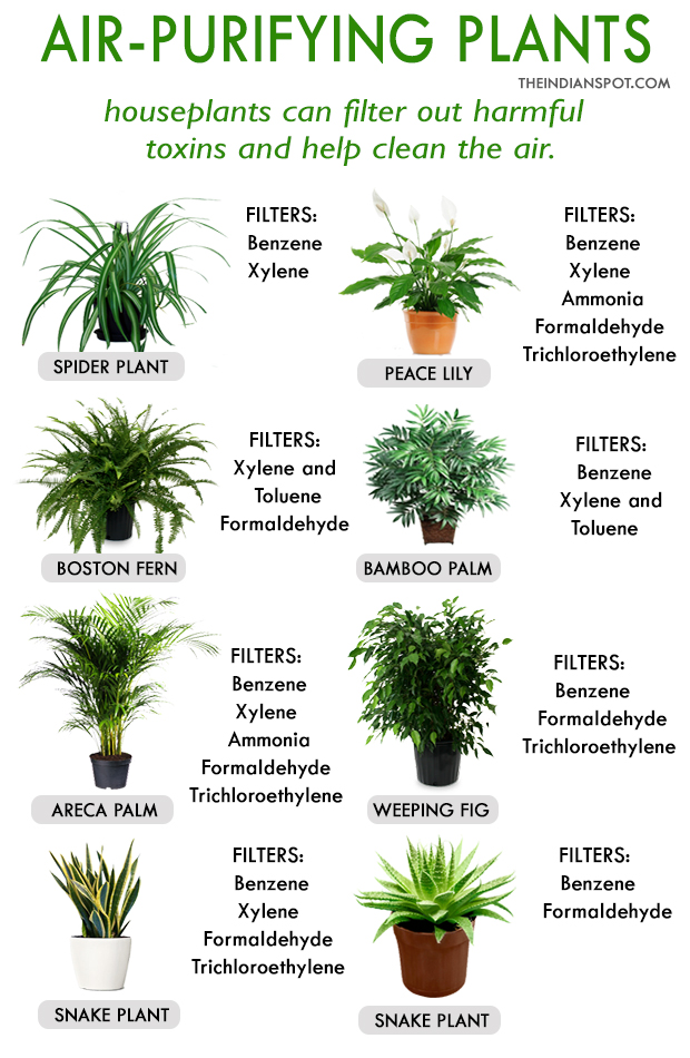 10 meilleures plantes pour purifier l'air intérieur