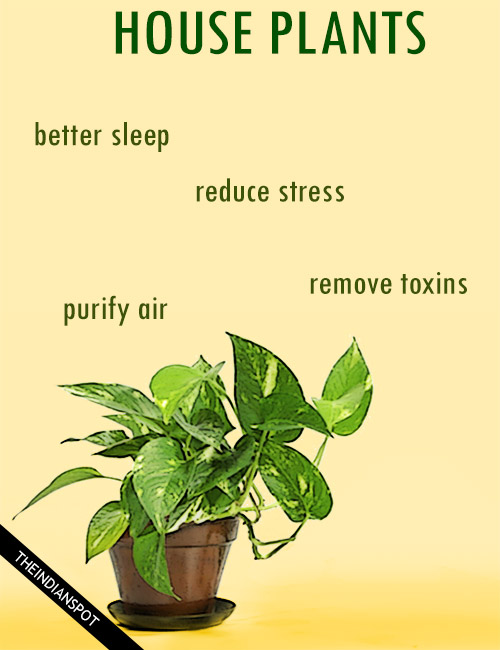 Plantas de interior buenas para la salud