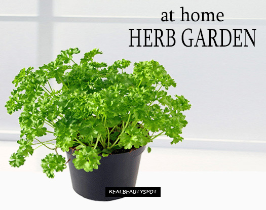 home garden healthy Herbs You Can Grow at home