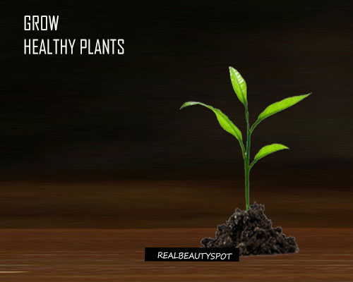 QUICK TIPS TO GROW HEALTHY PLANTS