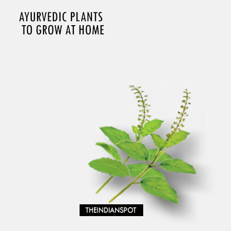 AYURVEDIC PLANTS TO GROW AT HOME