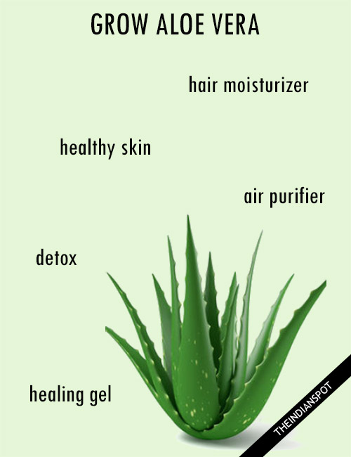Benefits Of Growing Aloe Vera