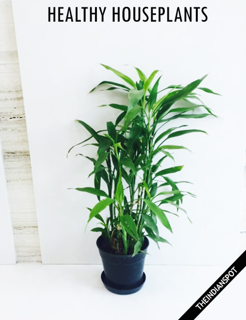 TIPS FOR HEALTHY HOUSEPLANTS
