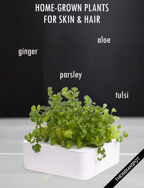 EASY HERBS TO GROW FOR GLOWING SKIN AND HEALTHY HAIR 