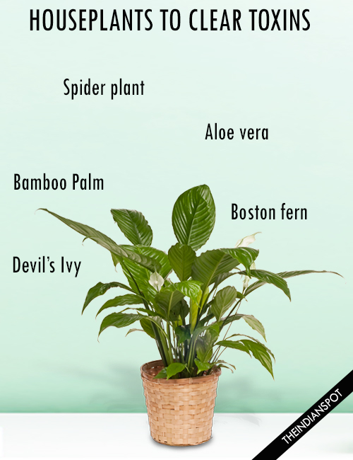 HOUSEPLANTS TO CLEAR TOXINS FROM YOUR HOME
