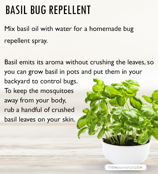 Basil Bug Repellent