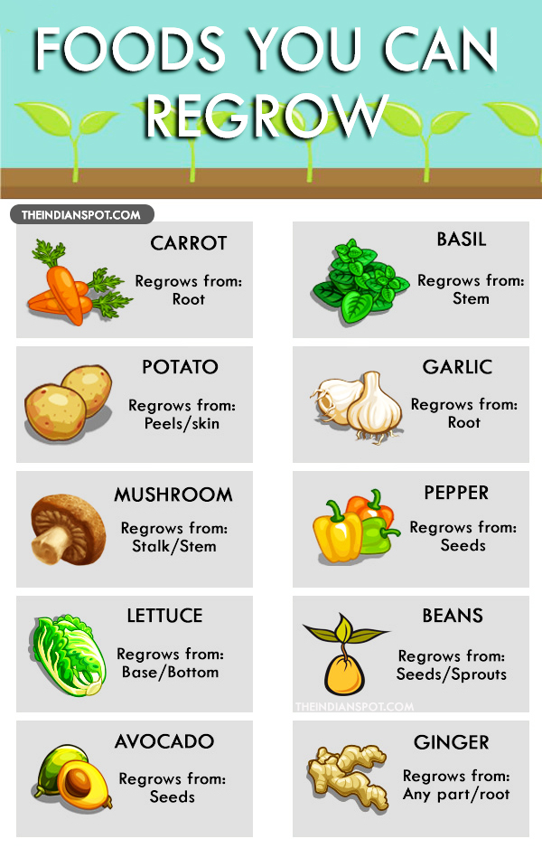 FOODS YOU CAN REGROW FROM KITCHEN SCRAPS