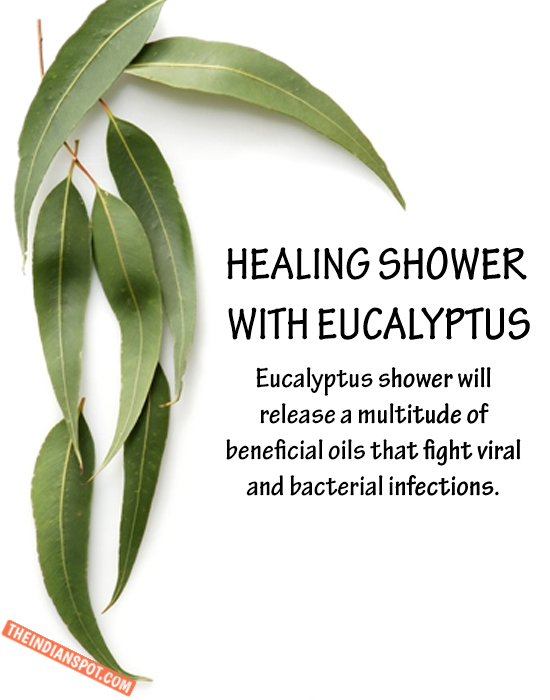 Make your shower smells amazing with Eucalyptus