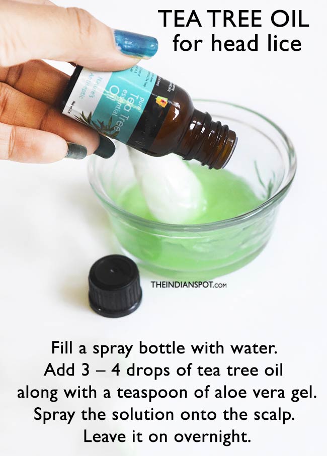 Tea Tree Oil Remedy to get rid of Head Lice - THE INDIAN SPOT