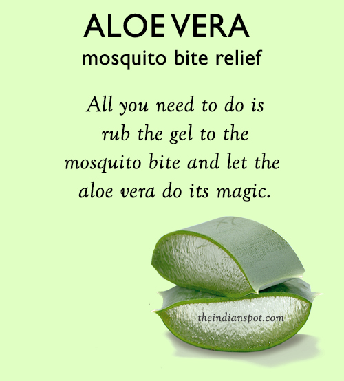 Aloe Vera for mosquito bite relief